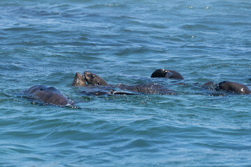 Fototapeta premium Cape fur seal, brown fur seal - Arctocephalus pusillus swimming in blue sea water. Photo from Dyer Island Nature Reserve.