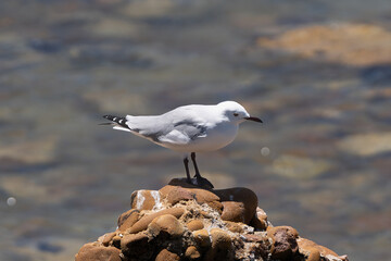 Hartlaub's gull, king gull - Chroicocephalus hartlaubii on stone with water in background. Breeding resident endemic to the Atlantic Ocean coastline of South Africa and Namibia. Photo from Kleinbaai