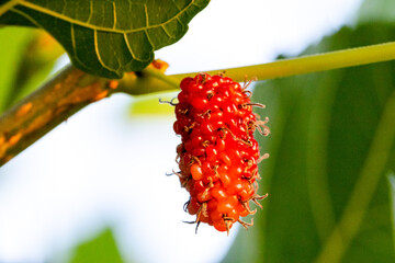 Red and black berries on the branch
