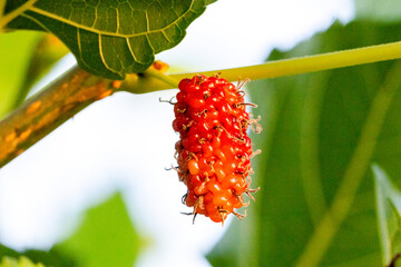 Red and black berries on the branch