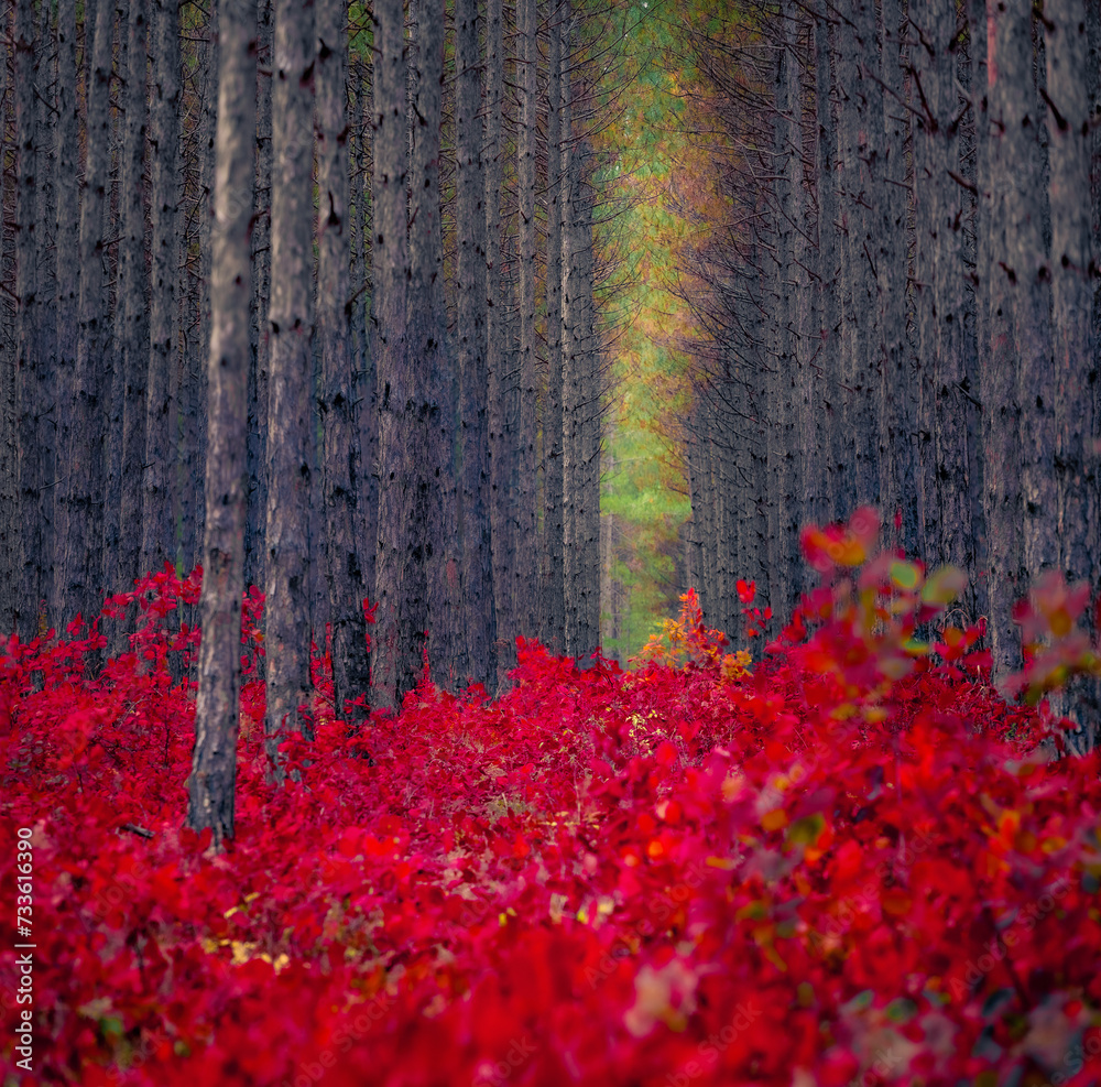 Sticker red leaves of cotinus coggygria. wonderful autumn view of pine tree forest. astonishing morning scen