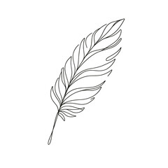 Feather in a line drawing style