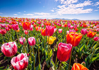 Colorful tulip field in Skagit Valley, Washington