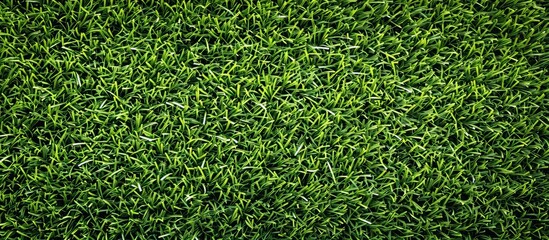 Obraz premium A detailed view of a vibrant green grass field, showcasing the beauty of terrestrial plants and groundcover in a natural landscape