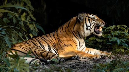 Fierce Tiger