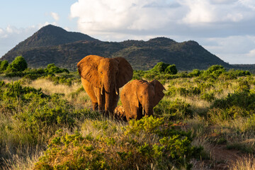family of wild elephant in Samburu kenya