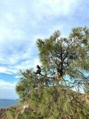 Two wild monkeys sitting in a tree