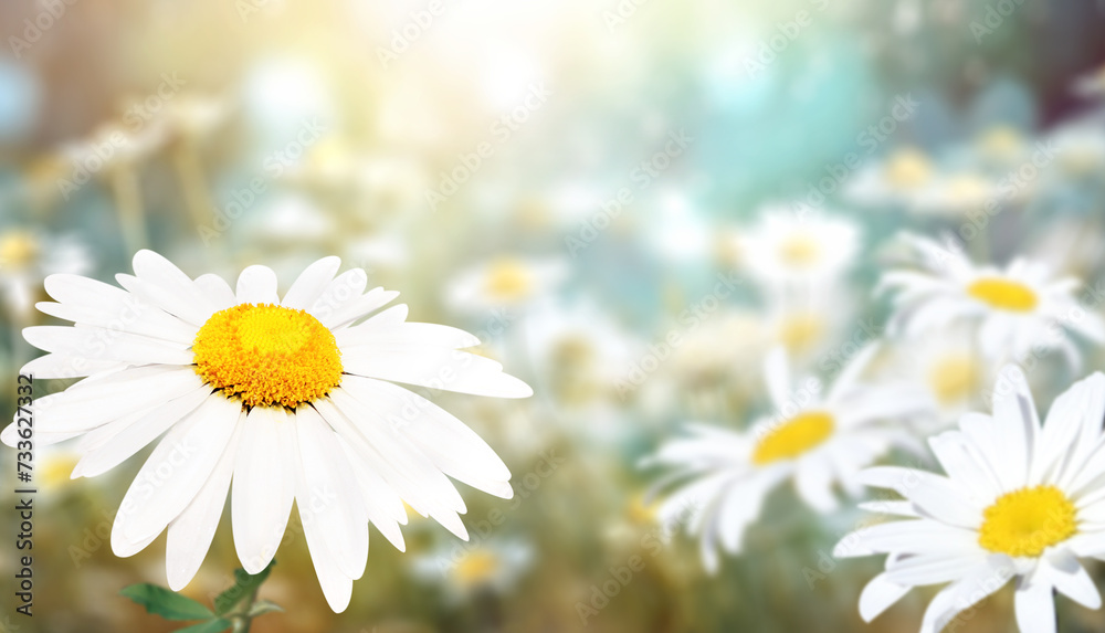 Poster wild flowers of chamomile in a meadow on sunny nature spring background. summer scene with camomile 
