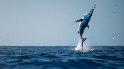 Close up shot of Marlin Jumping Out of the Water