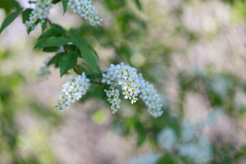 Prunus padus, known as bird cherry, hackberry, hagberry, or Mayday tree, is a flowering plant in the Rosaceae family. bird cherry flowers, macro, selective focus.