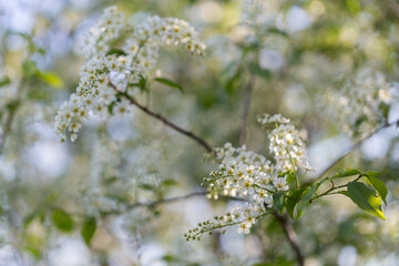 Prunus padus, known as bird cherry, hackberry, hagberry, or Mayday tree, is a flowering plant in the Rosaceae family. bird cherry flowers, macro, selective focus.