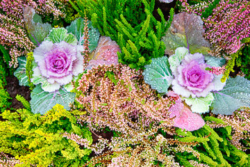 Brassica Oleracea or Acephala  Flowering Decorative Purple-pink Cabbage Plant Against Natural Background