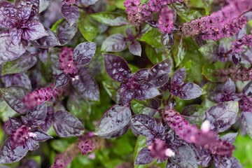 Blooming purple basil. Healthy herb used in salads. Selective focus. Top view.