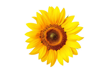 Obraz premium PNG Image of sunflower isolated on white