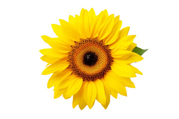 PNG Image of sunflower isolated on white