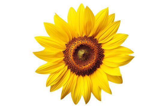 PNG Image of sunflower isolated on white