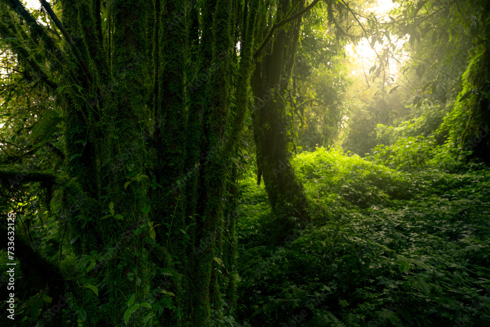 Poster dense dark green trees forest with moss on tree trunk. forest ecosystem. biodiversity of forest. gre