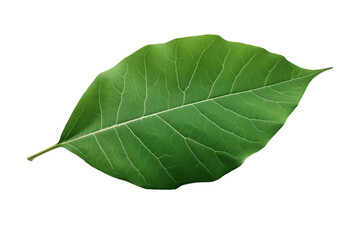 PNG Image of Green leaf 