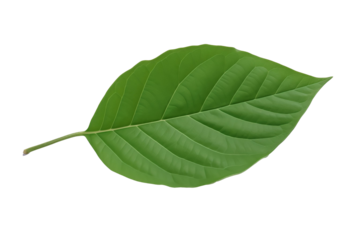 PNG Image of Green leaf 