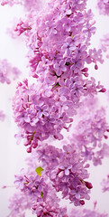 Lilac branch. Banner. Neutral background.