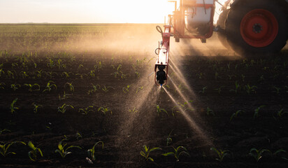 Tractor spraying corn field in sunset