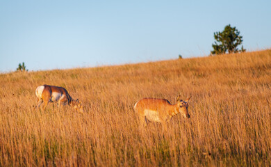 Pronghorns in the Prairies and Grasslands of Wind Cave National Park in South Dakota