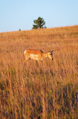Pronghorns in the Prairies and Grasslands of Wind Cave National Park in South Dakota