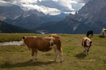 Fototapeta na wymiar Cos in the Dolomites, grazing on beautiful green meadow. Scenery from Tre Cime.