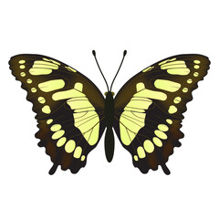 Variegated butterfly, suitable for sticker or icon. Detailed vector illustration. - 733636154