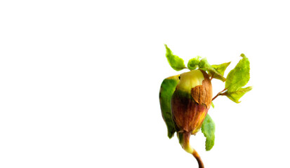 The banner of a young sprout is isolated on a white background with space for text. The concept of...