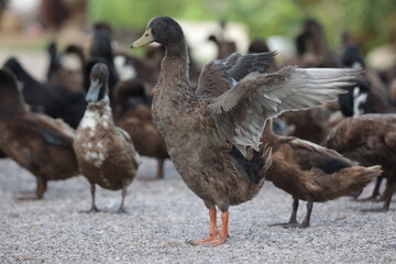 Group of Ducks in farm
