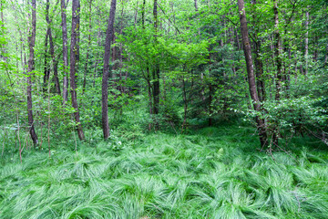 A low-yielding forest with a grassy floor.