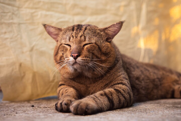 A tabby cat rests during the day in a quiet area.