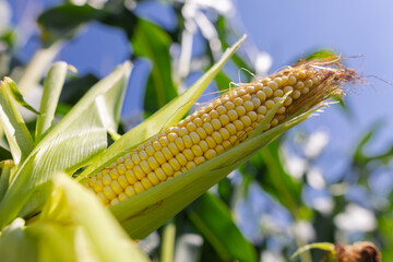 Fototapeta premium close-up corn on the field, the concept of growing corn