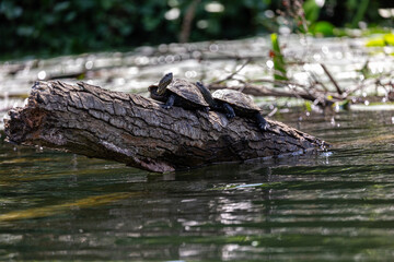 Turtle on fallen tree in the river