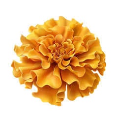 yellow marigold flower realistic, isolated on transparent background