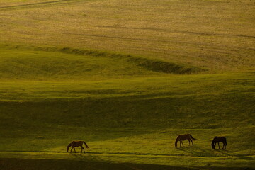 The silhouette of three horses peacefully grazing on a green hill