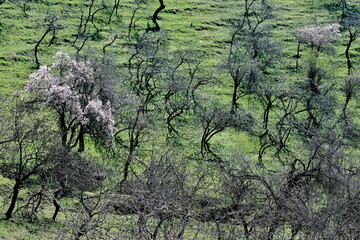 A blooming almond tree amidst a pistachio forest on a green hill