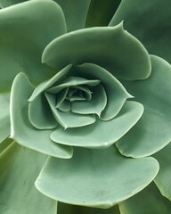 Succulent plant vertical close up photo. Top view of cactus succulent leaves natural background.