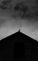 A silhouette of a small bird standing on the edge of a roof against a dramatic sky, black and white...