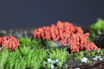 Arcyria major, also called Arcyria insignis var. major, a candy slime mold from Finland, no common...