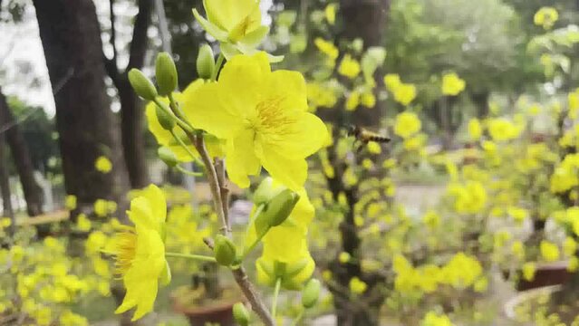 yellow flowers, growing in bunches in the shape of a daisy, so Ochna integerrima is called "Ochna integerrima".