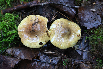 Yellow knight, Tricholoma frondosae, also called Tricholoma equestre var. populinum, also known as man on horseback, wild mushroom from Finland