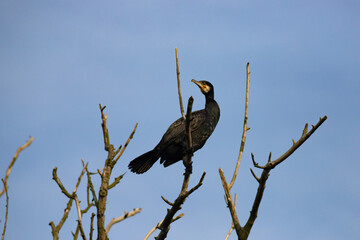 The great cormorant (Phalacrocorax carbo, black shag , kawau, great black cormorant, great cormorant)