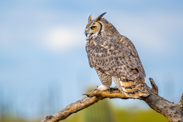 A Great Horned Owl in Tucson, Arizona