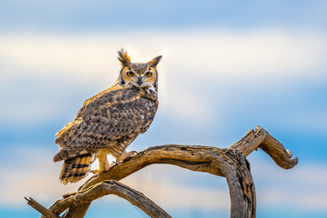 A Great Horned Owl in Tucson, Arizona