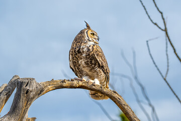 A Great Horned Owl in Tucson, Arizona