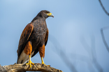 A dark brown Harris Hawk in Tucson, Arizona