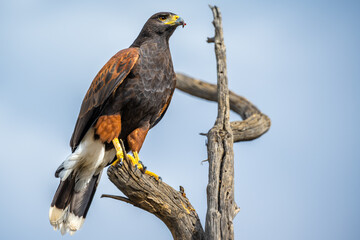 A dark brown Harris Hawk in Tucson, Arizona