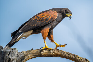 A dark brown Harris Hawk in Tucson, Arizona
